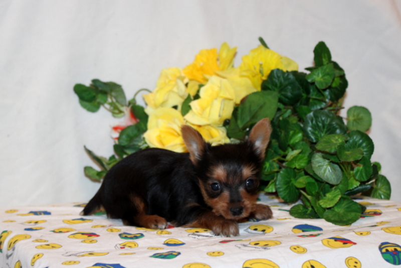 puppy, for, sale, Yorkshire Terrier, Matthew B. Stoltzfus, dog, breeder, Gap, PA, dog-breeder, puppy-for-sale, forsale, nearby, find, puppyfind, locator, puppylocator, aca